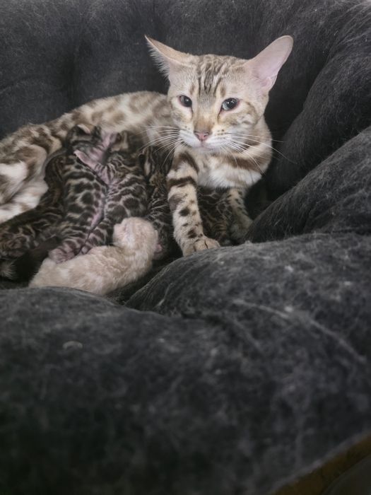 Бенгалски котета