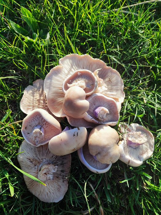 Продаю свежие грибы