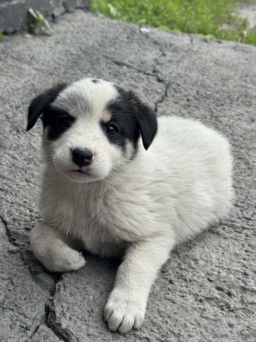 Продам щенки лайки 3мальчик 2девочка
