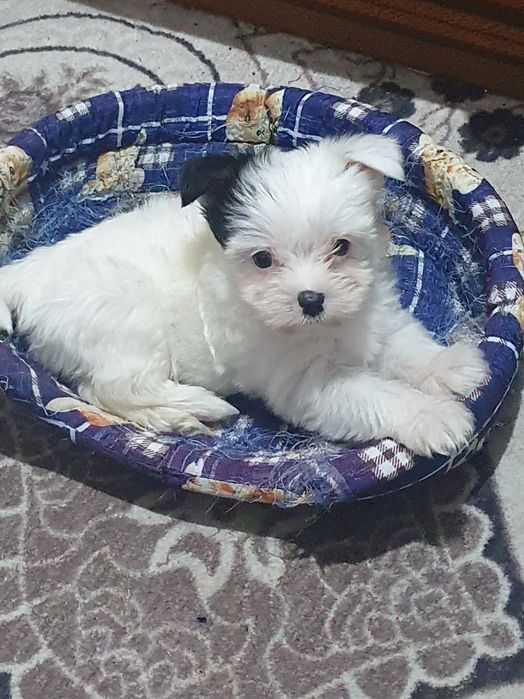 Малки йоркита бивър