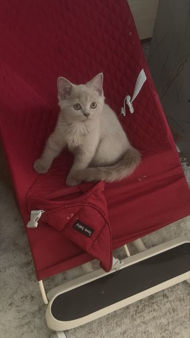 Продается Котенок лилового окраса !