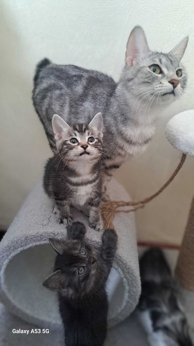 Курильский бобтейл! Котяиа-рысята!