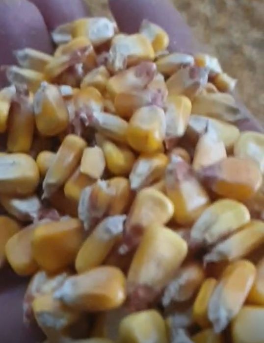 Porumb boabe recolta