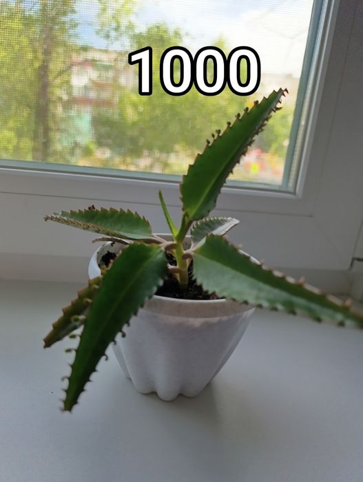 Каланхоэ лечебный