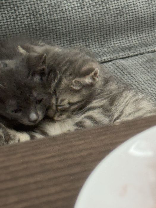 Котять  британский коротка шерсть
