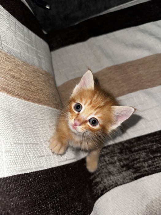 Отдам котят даром в заботливые руки