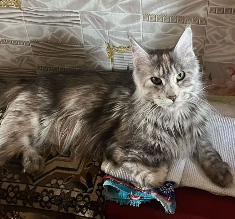 Мейн-Кун котята!