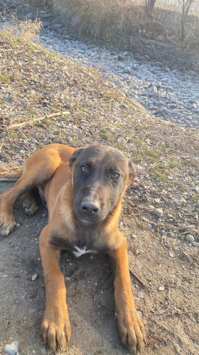 Белгиская окарачка