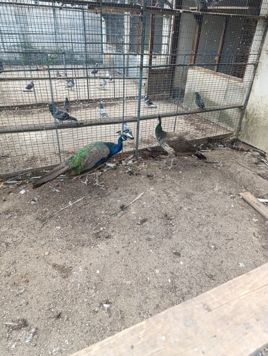 Vând păuni comuni