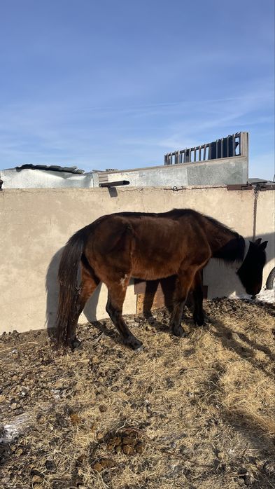 Сауын бие сатылады