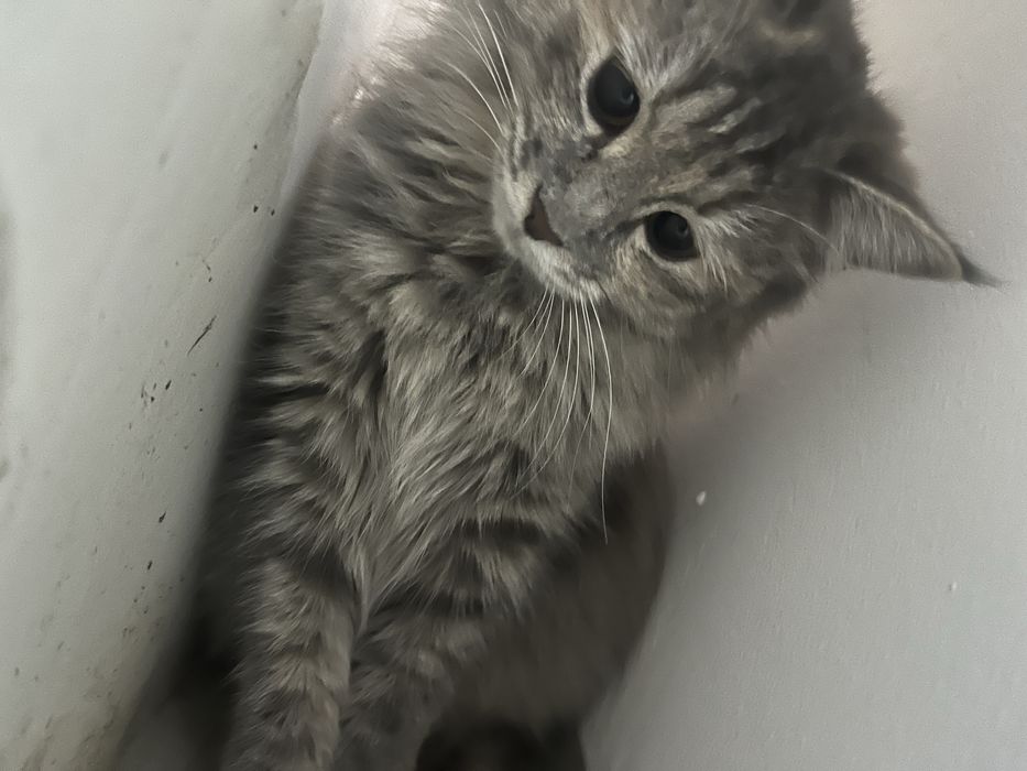 Отдам котёнка 6–7 месяцев в хорошие руки