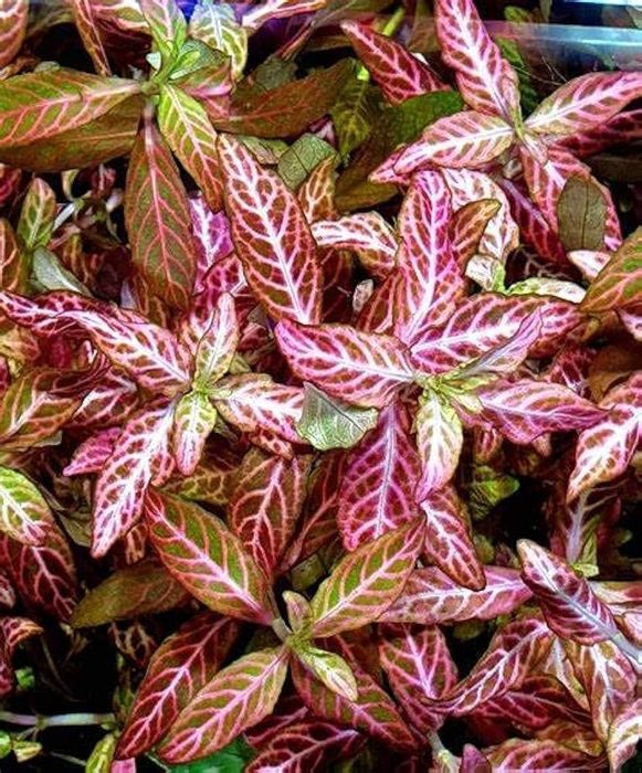 Set complet CO2,  butelie 2 Litrii, Manometru, test co2, difuz