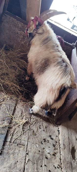 Козёл продам козла