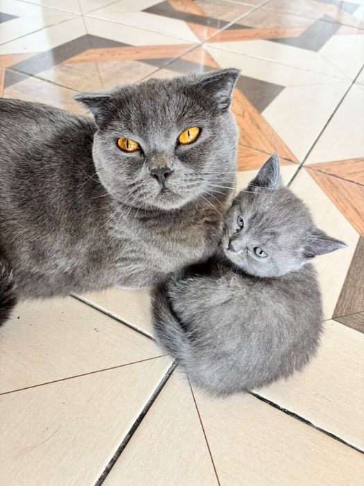 Котята британской породы