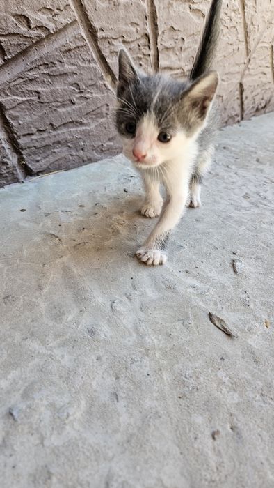 Котёнки продаются