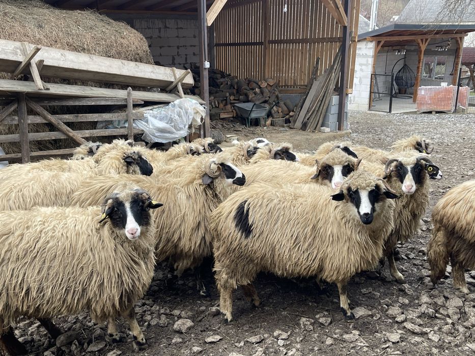 Oi de vanzare(noateni)