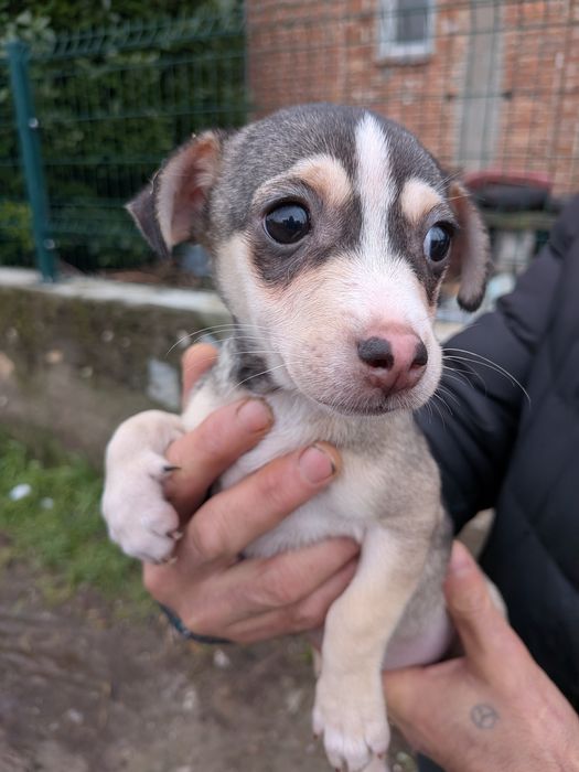 Женско кученце . На телефонния номер ще ви дадат повече информация