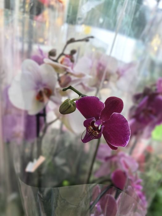 Букети рози flowers