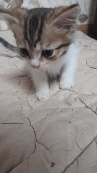 Британские скотиш страйт