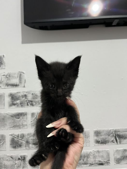 Отдам в добрые руки котят