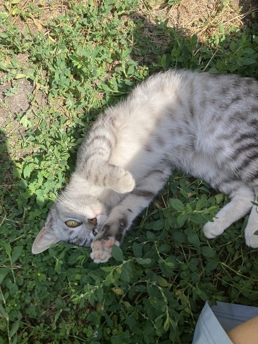 Миниатюрная кошечка