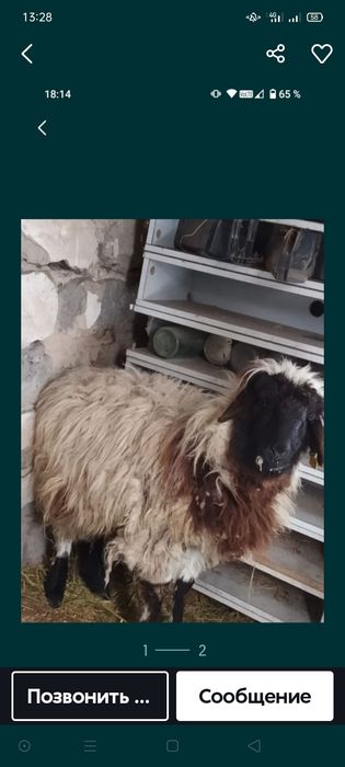 Продам баран овца