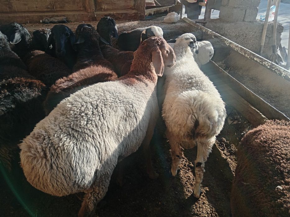 Aqiqa Акика маросимларга Qochqor qoy Кочкор