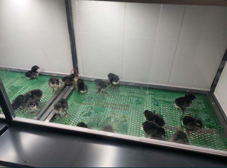 Bruder,  брудер jo‘jalar, жўжалар