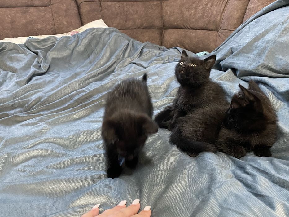 Котята чёрные девочки 1,5 месяца