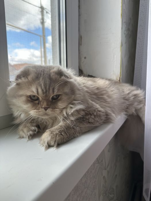 Вязка кота Шотландец