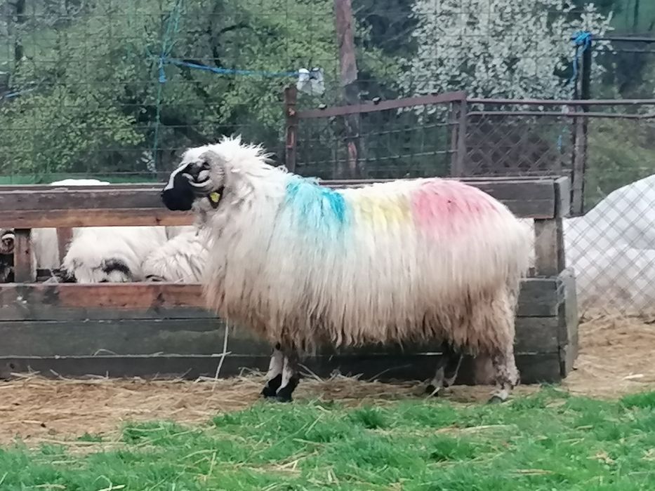 Berbeci schimb cu mașină de teren!