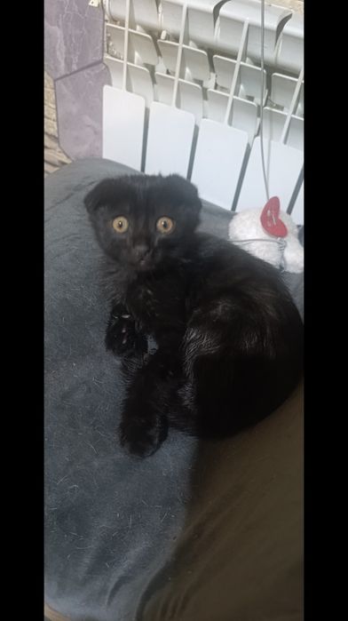 Котенок вислоухий
