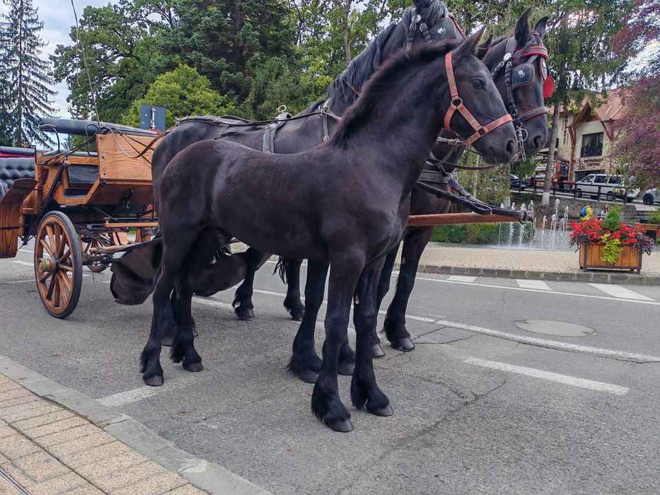 Manz Friesian Frizian Friz 12 luni