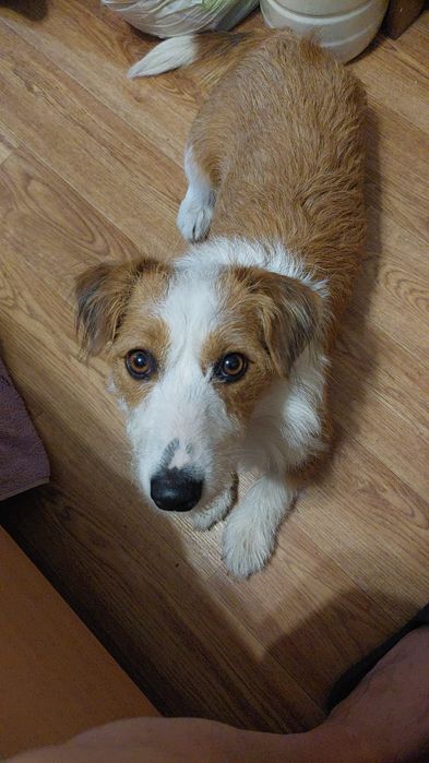 Пропала собака. Просим вернуть за вознаграждение