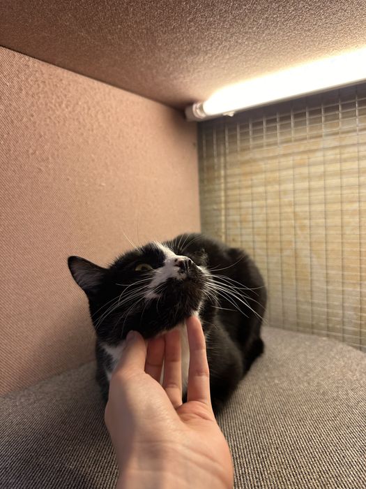 Зоогостиница передержка для домашних любимцев