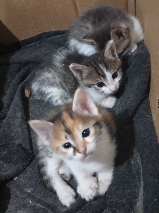 отдам котят в хорошие руки