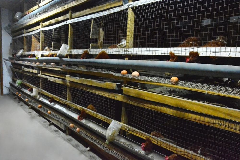 Дача + подсобное хозяйство