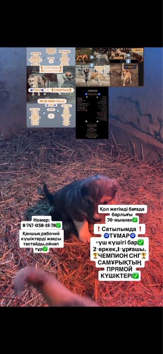 Чемпион СНГ Самұрықтың күшіктері.