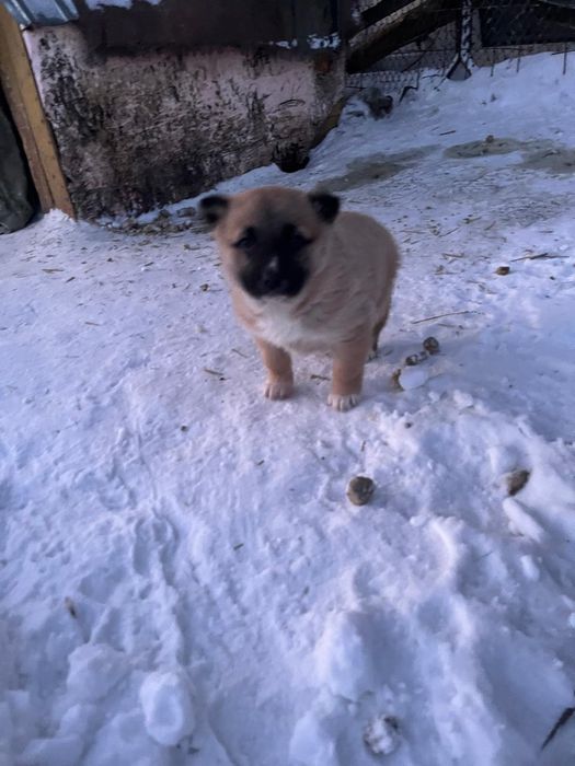 Отдам в хорошие руки.