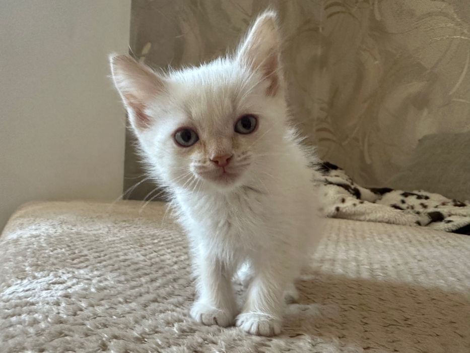 Отдам белого котенка в хорошие руки 1,5 месяца