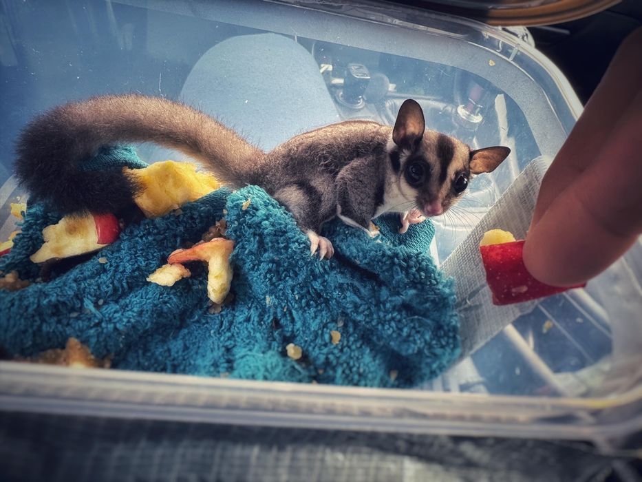 Veverita zburatoare sugar glider