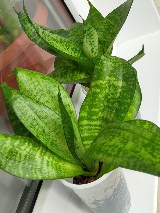 Продам. Сансевьера