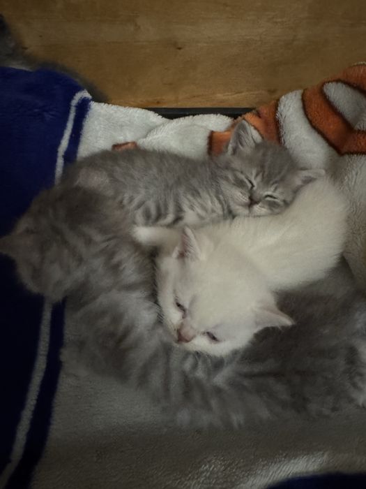 Вислоухие котята продам