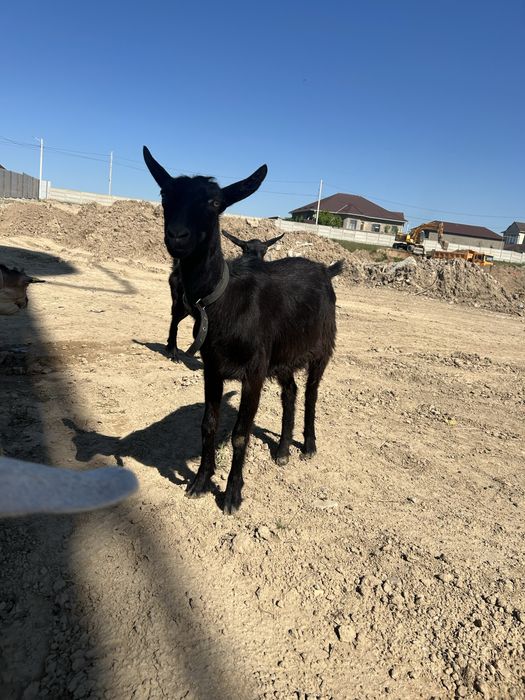 Сүтті Ешкі Сатылады