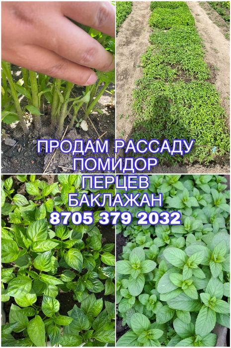Продам рассаду район Москва