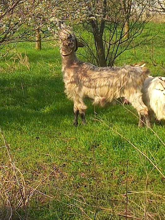 Vand capra tanara metis anglonubian