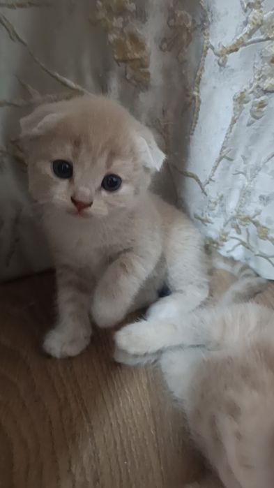 Породистые котята