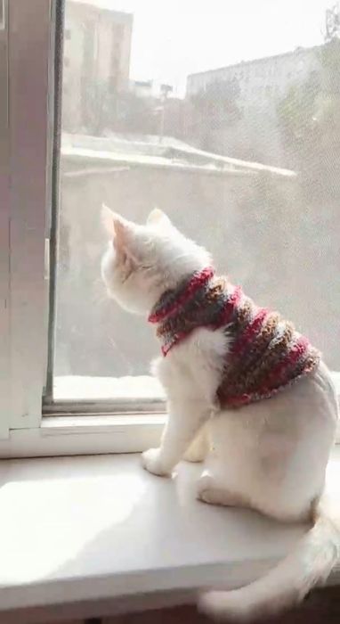 Отдам даром кота Барсик