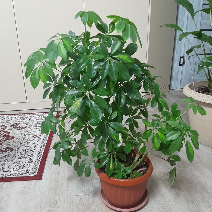 Продам комнатный цветок