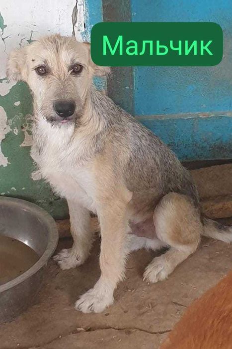 Отдам в добрые руки собак